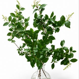 Zelenilo za vazu - Ligustrum