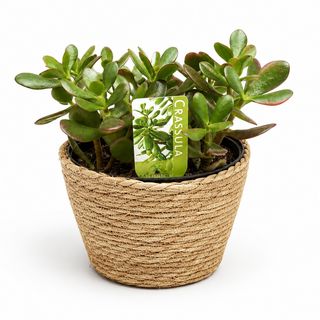 Crassula u ukrasnoj, pletenoj saksiji