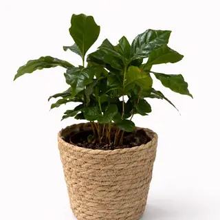 "Coffea arabica" - biljka kafa u pletenoj korpi