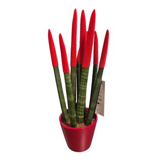 Sanseveria cilindrika crvena u keramičkoj saksiji