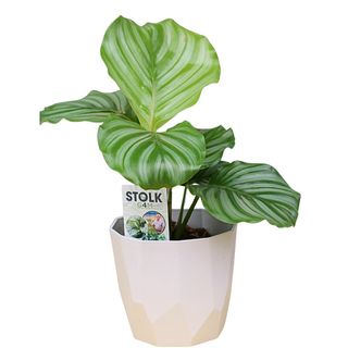 Calatea M u plastičnoj saksiji