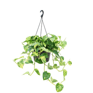 Epipremnum L