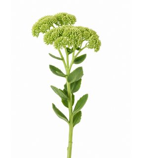 Sedum rezani 1 grana
