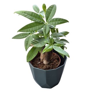 Pachira u plastičnoj saksiji