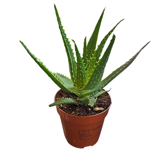 Aloe klasika
