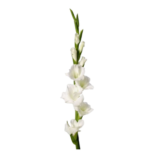 Gladiola bela
