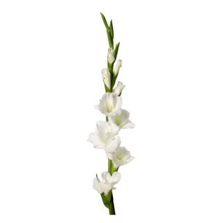 Gladiola bela