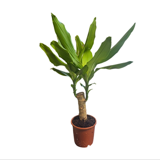 Dracena
