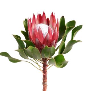 Protea