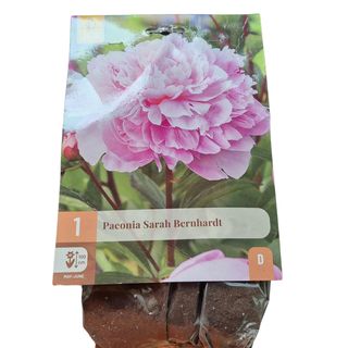 Bozur lukovica za sad