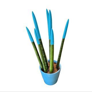 Sanseveria cilindrika plava