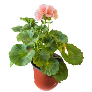 Puzava muškatla roza