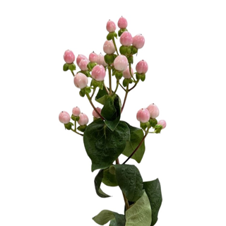 Hiperikum roze