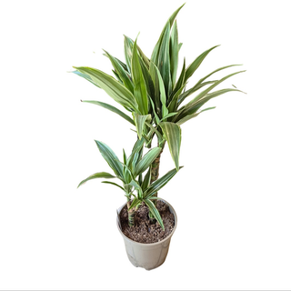 Dracena Velika