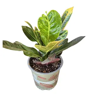 Codiaeum / Croton
