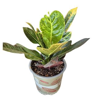 Codiaeum / Croton