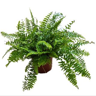 Nephrolepis paparat L