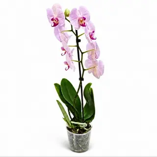 Orhideja Falenopsis 1 grana