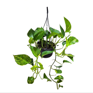 Epipremnum L