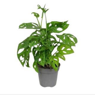 Monstera Adansoni M