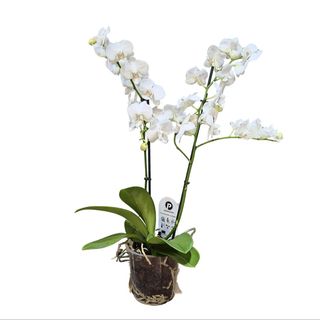 Orhideja Falenopsis 2 grane bela
