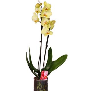 Orhideja Falenopsis 2 grane