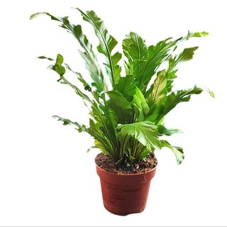 Asplenium
