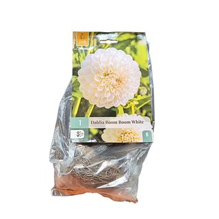 Lukovice dalije 1 pakovanje – 3 kom