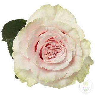 Ruža Pink Mondial