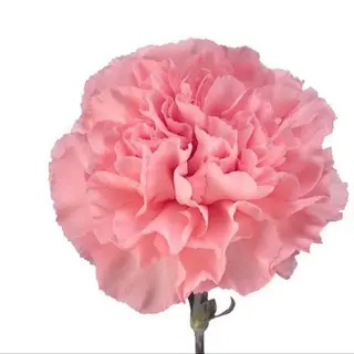 Karanfil roze