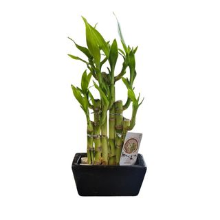 Dracena Lucky bamboo