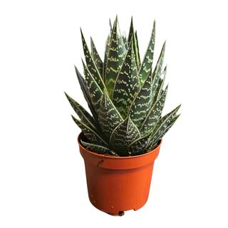 Aloe