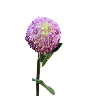 Leukospermum veštački