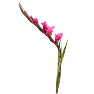 Gladiola ružičasta
