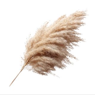 Pampas velika grana