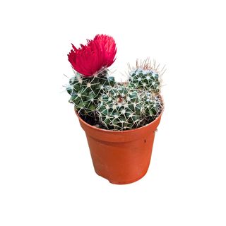 Kaktus mini crveni
