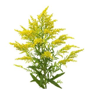 Solidago