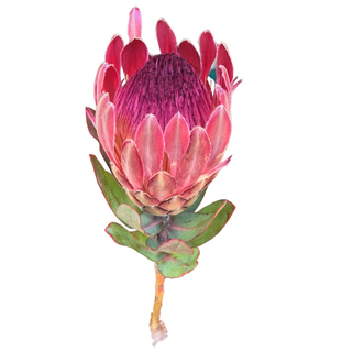 Protea