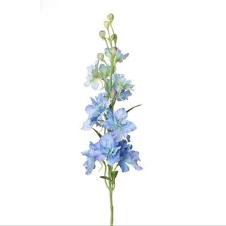 Delfinium plavi