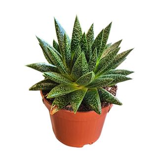 Gasteria