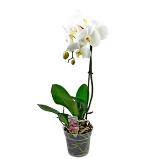 Orhideja Falenopsis 2 grane