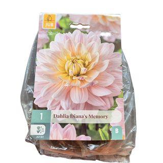 Lukovice dalije Dianas memory