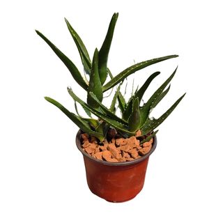 Sanseverija (aloe)
