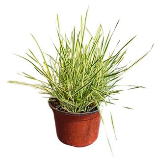 Travica (chlorofitum)