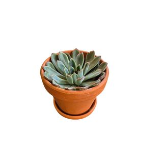 Sukulent u keramičkoj saksiji