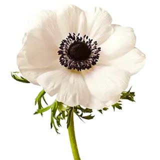 Anemona bela