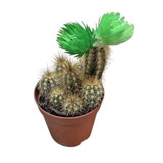 Kaktus mini zeleni