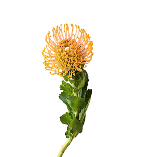 Leukospermum
