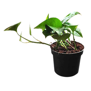 Epipremnum mini