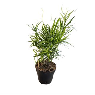 Asparagus